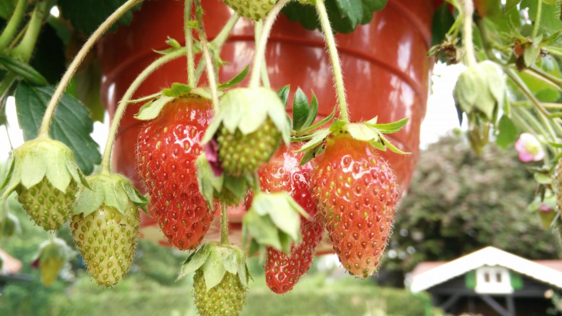 Bild 2_BSL-Erdbeeren
