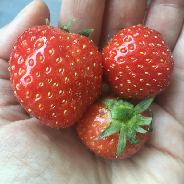 Erdbeeren auf der Hand