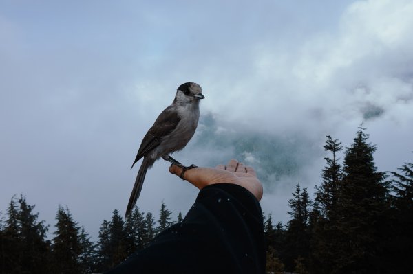 Vogel sitzt auf der Hand von einemMenschen